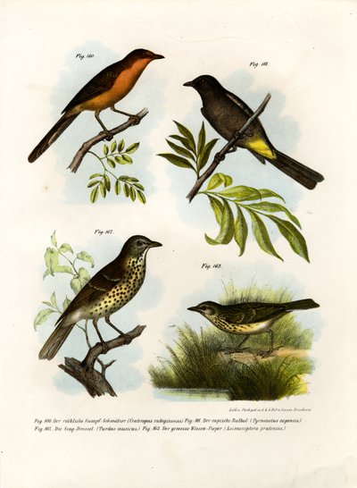 Rufous-breasted Babbler by German School